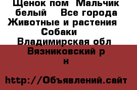 Щенок пом. Мальчик белый  - Все города Животные и растения » Собаки   . Владимирская обл.,Вязниковский р-н